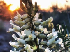 Astragalus eremiticus