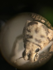 Colecerus marmoratus