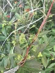 Mandevilla holosericea