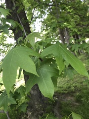 Magnoliopsida