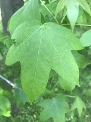 Magnoliopsida