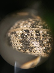 Colecerus marmoratus