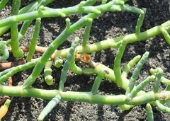 Quwitilla blattoserica