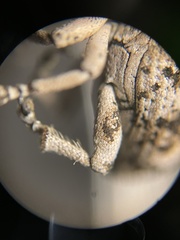 Colecerus marmoratus