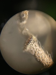 Colecerus marmoratus