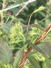 Mandevilla holosericea