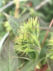 Mandevilla holosericea