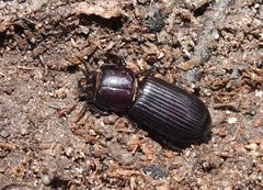 Aulacocyclus kaupii