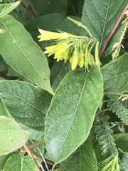 Mandevilla holosericea