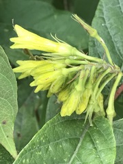 Mandevilla holosericea