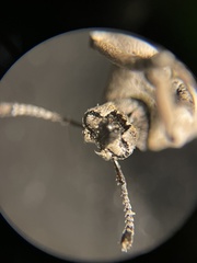 Colecerus marmoratus