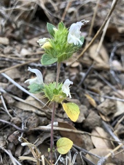 Acanthomintha obovata