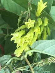 Mandevilla holosericea