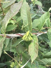 Mandevilla holosericea