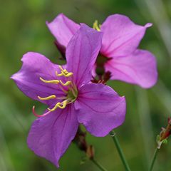 Rhexia nashii