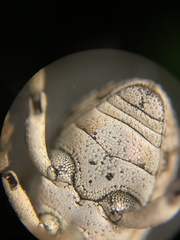 Colecerus marmoratus