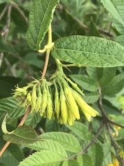 Mandevilla holosericea