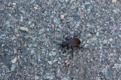 Carabus henningi