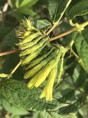 Mandevilla holosericea