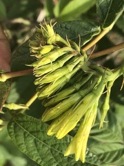 Mandevilla holosericea