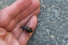 Carabus henningi