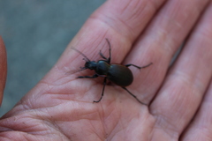 Carabus henningi