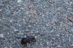 Carabus henningi