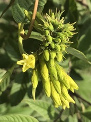 Mandevilla holosericea