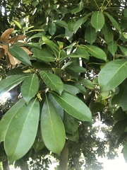 Magnoliopsida