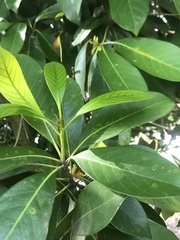 Magnoliopsida