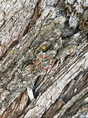 Colecerus marmoratus