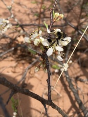 Criorhina