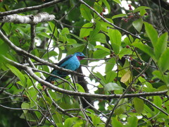 Cotinga cayana