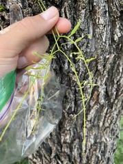 Colecerus marmoratus