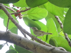 Acrocephalus dumetorum