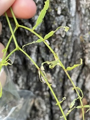 Colecerus marmoratus