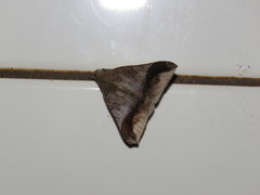 Ophisma