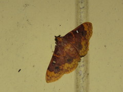 Polygrammodes multifenestrata