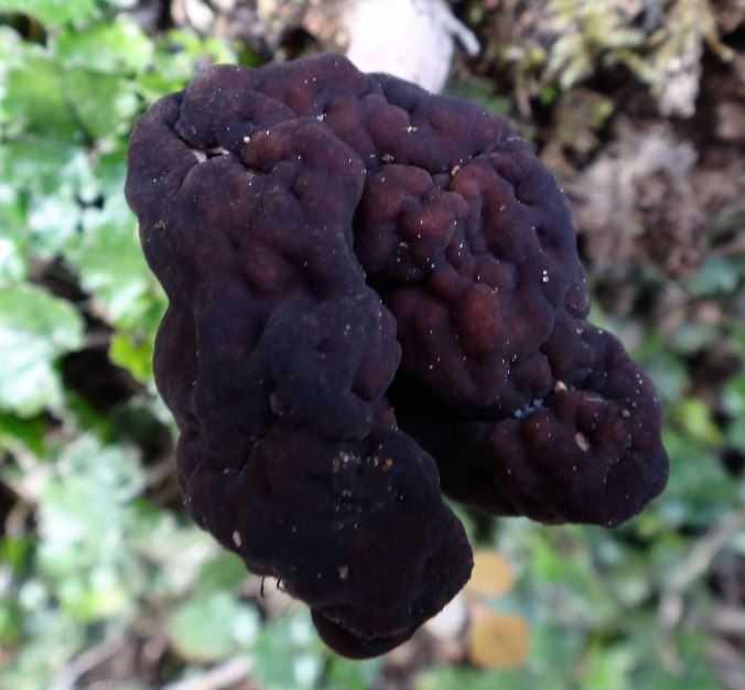 Gyromitra tasmanica image