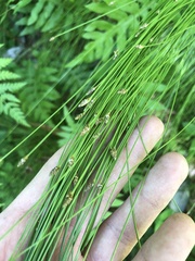 Eleocharis tortilis