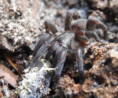 Seqocrypta jakara