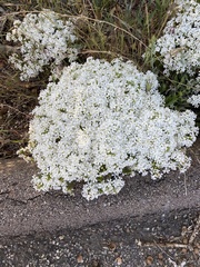 Leptosiphon floribundus glaber