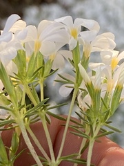 Leptosiphon floribundus glaber