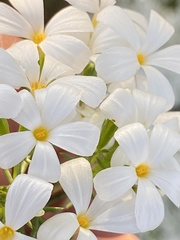 Leptosiphon floribundus glaber
