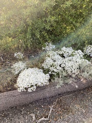 Leptosiphon floribundus glaber