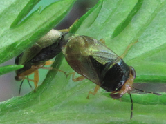 Geocoris varius