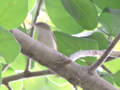 Acrocephalus dumetorum