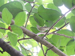 Acrocephalus dumetorum