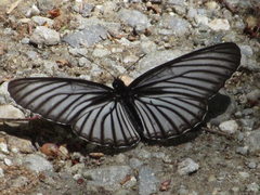 Aldania raddei