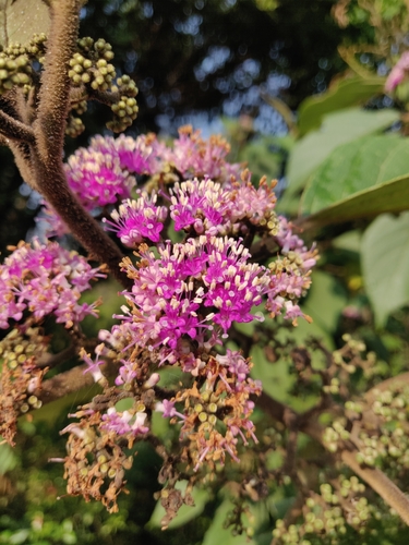 Image of Callicarpa tomentosa by (c) Ansil B.R., some rights reserved (CC BY)